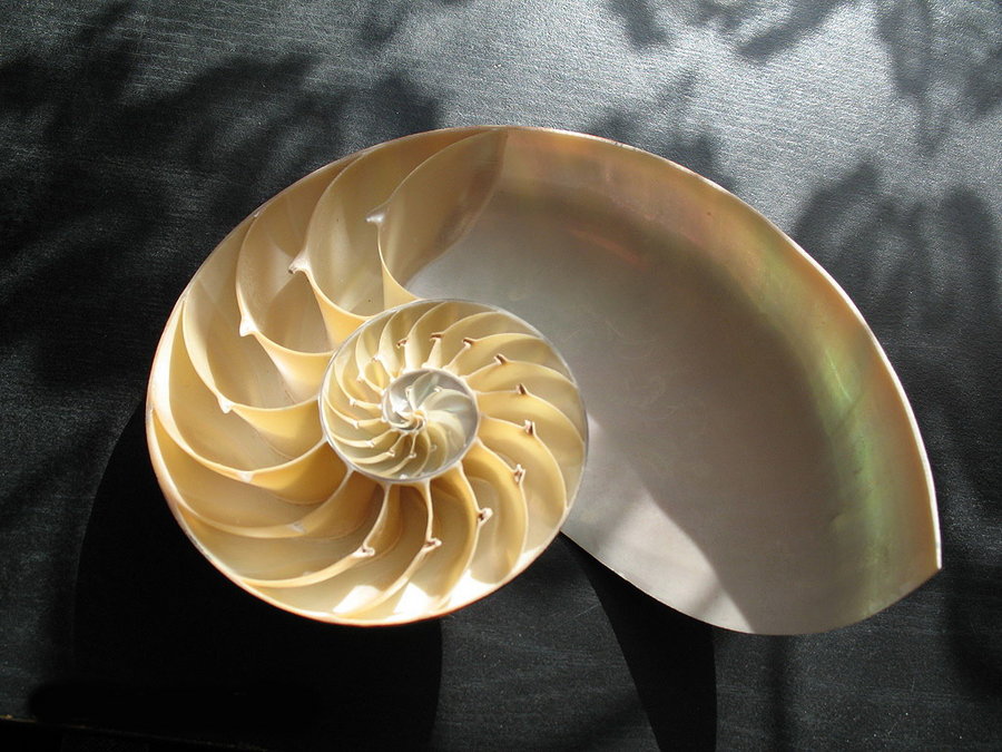 Головоногий моллюск Nautilus Pompilius Распиленная раковина наутилуса.jpg